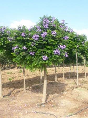 Jacaranda Mimosifolia Sakai01 Bonsai Blue Pp Village Nurseries Wholesale Plant Tree Grower